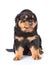 Small rottweiler puppy sitting. Isolated on white background