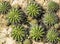 Small round cactuses on dry ground