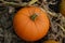 Small round pumpkin