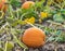 Small round pumpkin with curly vine growing in pumpkin patch fie