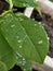 Small round raindrops on the leaf . Crystal clear droplets on leaf.