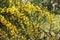 Small round yellow flowers of natural mimosa on the branches of the plant against the background of green leaves in the garden