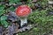 Small rounded toadstool in moss and leats