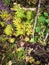 Small rowan tree in the forest