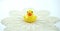 Small rubber duck on the lace