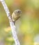 Small Ruby-crowned Kinglet songbird, Okefenokee Swamp National Wildlife Refuge, Georgia