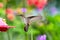 A Small Ruby topaz hummingbird approaching a hummingbird feeder in the rain