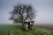 Small ruined building and a bare tree in a field covered in the fog on a gloomy da