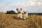 Small running dogs in a stubble field