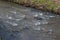 Small Running Stream  Up Close In A Valley In Manchester