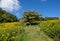 Small rural cemetery on a rolling hillside of yellow goldenrod and other native perennial plants.