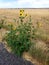 Small rural roadside sunflowers