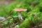 Small Russula mushroom