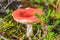 Small russula mushroom in a crowberry bushes in the finland forest