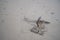 Small rusted anchor on the beach