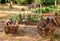 Small and rustic vegetable garden