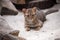 Small Rusty-spotted cat, Prionailurus rubiginosus is very rare