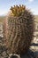 Small saguaro cactus