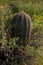 Small Saguaro Cactus in a Bush