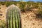 Small Saguaro Cactus in Organ Pipe Cactus National Monument