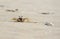 A small sand crab digs a hole in the sand of a sea beach. Close-up