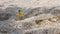 Small sand crab walking on the white beach of Tayrona National Park in Colombia