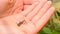 Small sand lizard sits on child\'s hand and crawls slowly