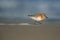 Small Sanderling bird (Calidris alba) walking on the sandy beach on the blurred background