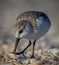 Small sanderling looks for food on the beach of boca Grand