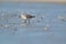 Small, Sanderling perched on the shoreline of a sandy beach