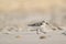 Small, Sanderling perched on the shoreline of a sandy beach