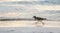 Small sandpiper bird is running on an ocean shore at sunset