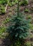 Small sapling coniferous green blue spruce tree grows on ground with grass. Siberian nature plant