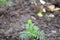 Small saplings of marigold with a bud on it in a garden