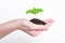 Small saplings plant in the ground on a white background in a female hand