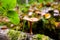 Small saprotrophic mushroom on fallen tree