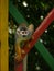 Small saÃ¯miri monkey climbing a colorful wooden structure in the amazon jungle of colombia