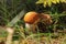 Small scaber stalk bolete Leccinum aurantiacum with its distinctive orange cap, sitting in small grass lit by sun