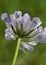 Small Scabious