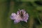 Small Scabious