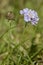 Small Scabious