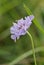 Small Scabious