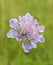 Small Scabious