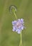 Small Scabious