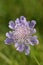 Small Scabious Flower