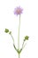 Small scabious (Scabiosa columbaria)