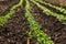 Small scale agriculture - peas in rows on a dewy morning