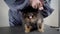 Small scared fluffy dog is standing on a table and groomer is trimming his hair during regular care