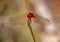 Small Scarlet Dragonfly