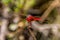 Small Scarlet Dragonfly